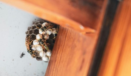 Pest Infestation Claims